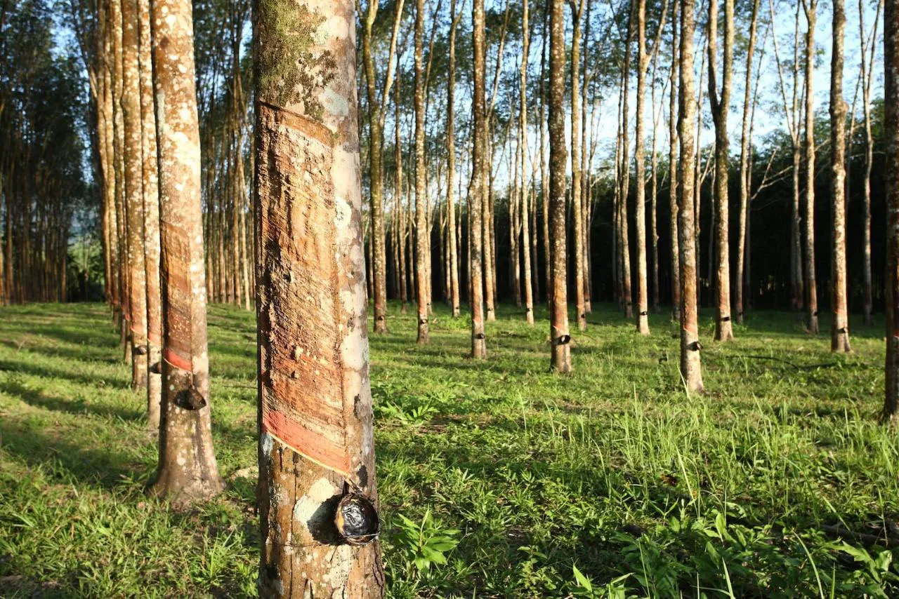 Rubberwood trees in Vietnam plantation used in furniture production, an important factor in the Vietnam furniture cost breakdown.